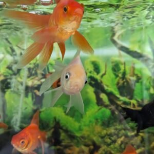 13508b74 9464 45fe a9c2 e882c0ff4c5d 1 all 26792.jpg